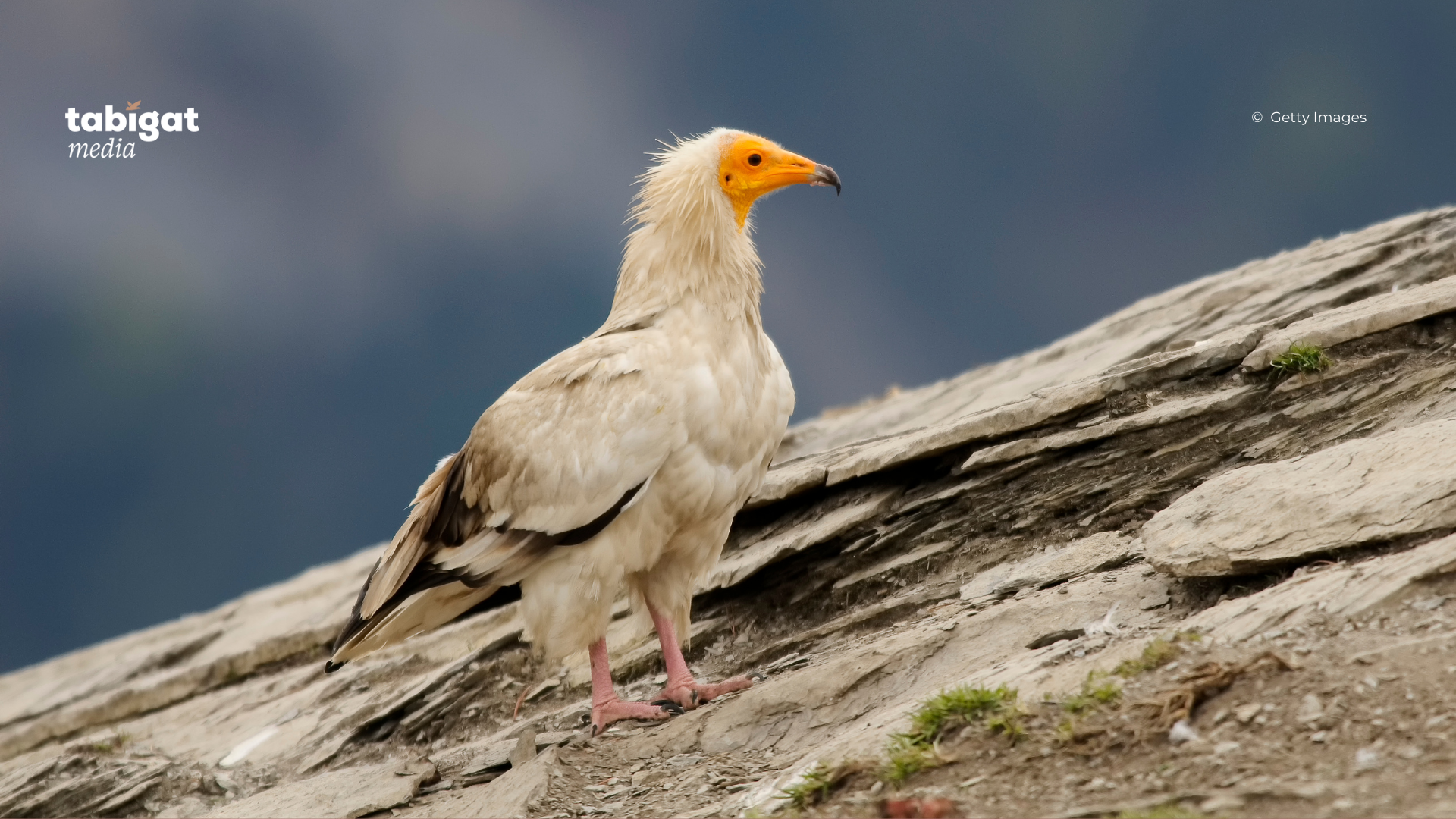 алтын Клара Дэнни Д